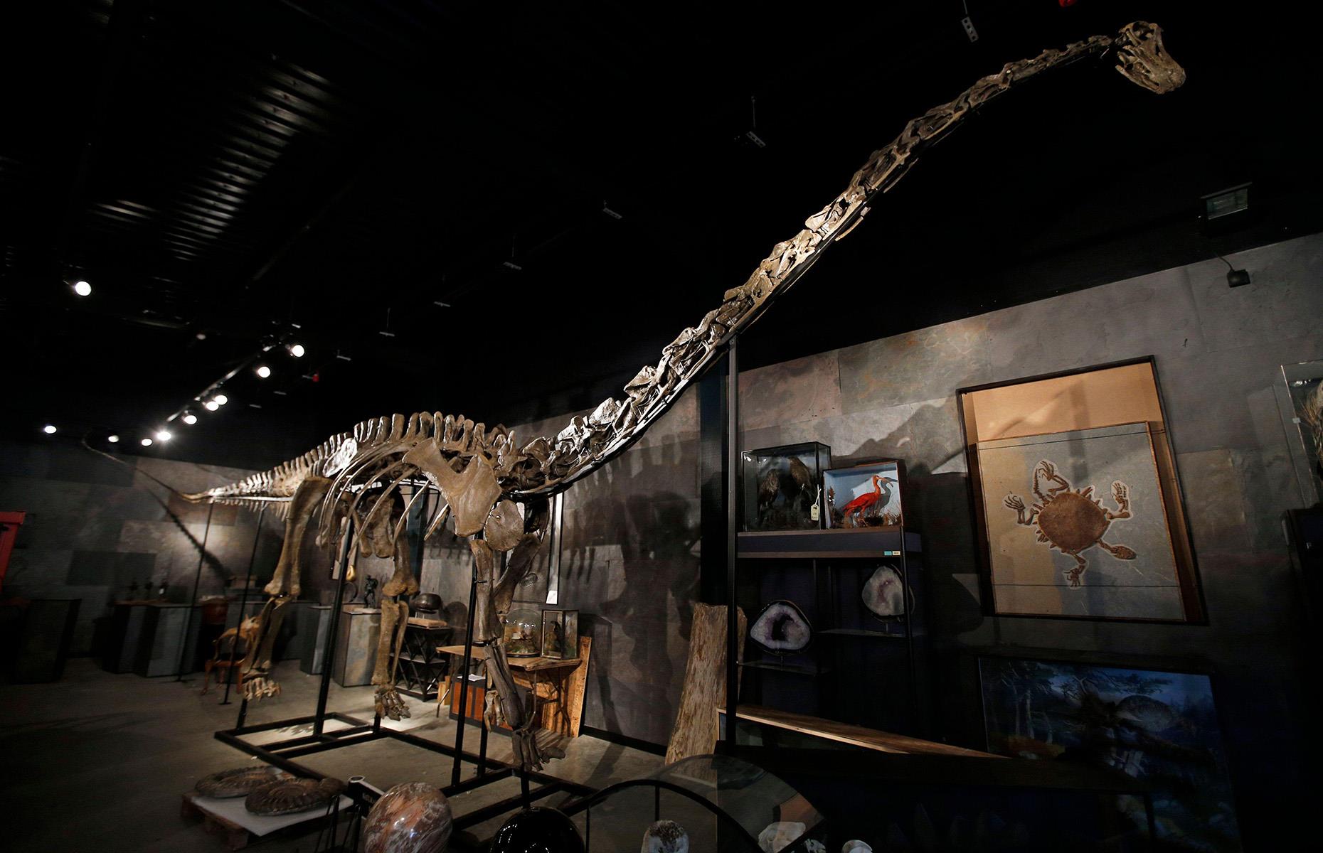 Misty the Diplodocus: $703,000 (£544k)